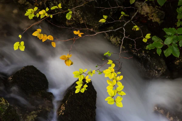 Podzimní listí a potok — Stock fotografie