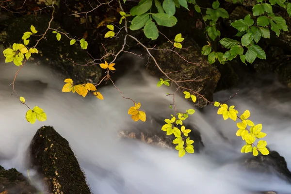 Autumn foliage and flowing stream
