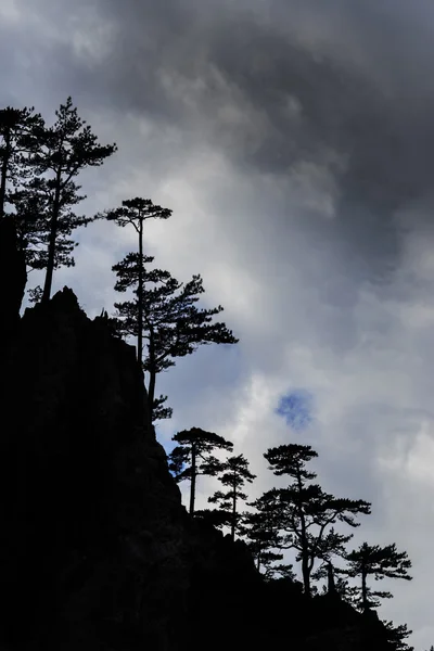 검은 소나무 나무 Pinus nigra와 산의 경치 — 스톡 사진