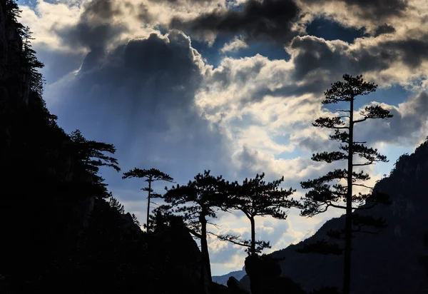 Paisagem de montanha com pinheiros pretos Pinus nigra — Fotografia de Stock