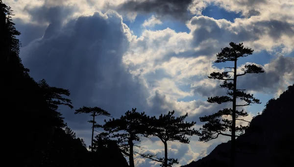 Paisagem de montanha com pinheiros pretos Pinus nigra — Fotografia de Stock
