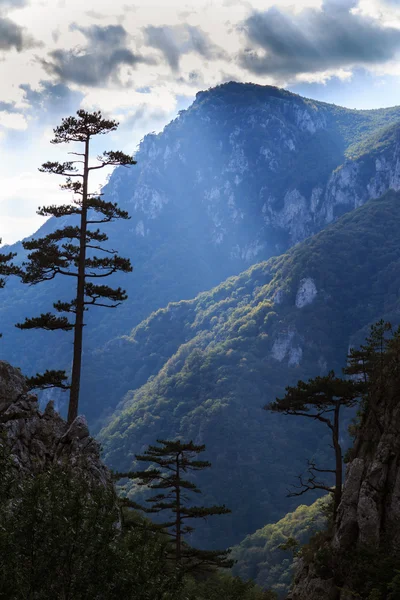 Paisaje de montaña con pinos negros Pinus nigra —  Fotos de Stock