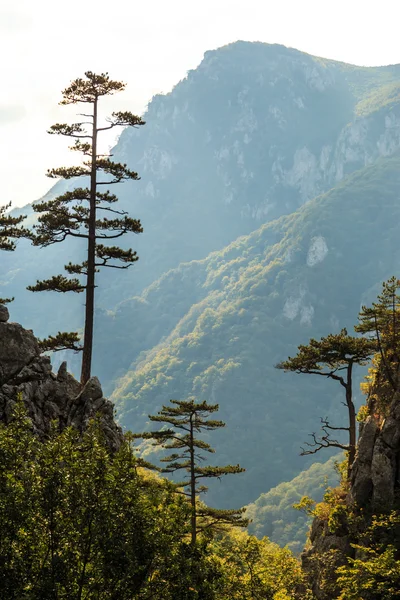 Berglandschap met zwarte den bomen Pinus nigra — Stockfoto