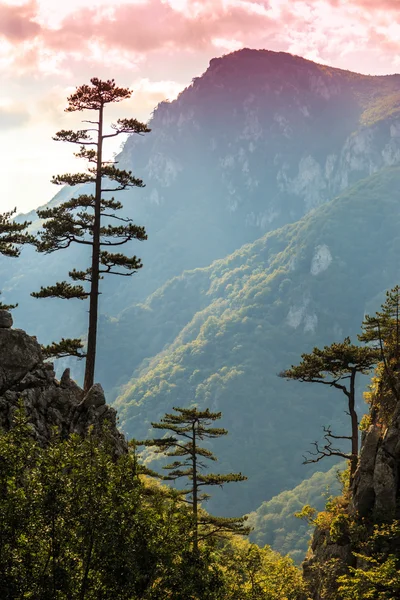 Horská krajina s borovými stromy Pinus nigra — Stock fotografie