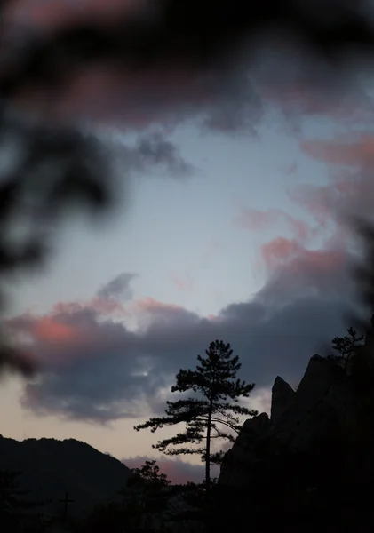 Paisagem de montanha com pinheiros negros, Pinus nigra — Fotografia de Stock