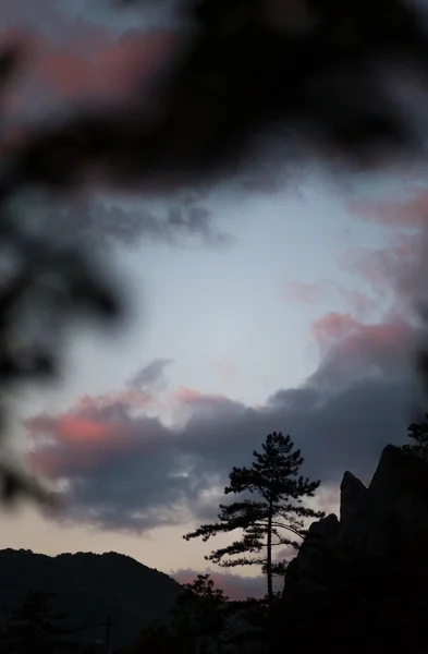 Paisagem de montanha com pinheiros negros, Pinus nigra — Fotografia de Stock