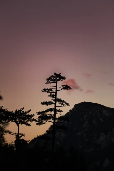 Hegyi táj, Pinus nigra a fekete fenyőfák — Stock Fotó