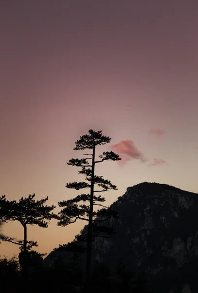 Hegyi táj, Pinus nigra a fekete fenyőfák — Stock Fotó