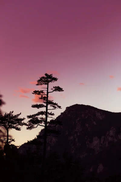 Berglandschaft mit schwarzen Kiefern Pinus nigra Silhouetten — Stockfoto