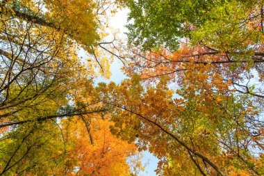 orman sonbahar yaprakları
