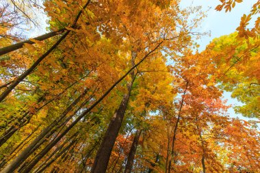 orman sonbahar yaprakları