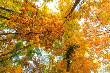 orman sonbahar yaprakları