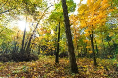 Parlak güneşli bir günde, ormanda sonbahar yaprakları.