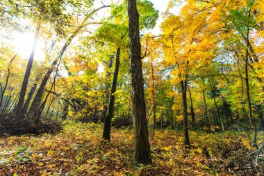 Parlak güneşli bir günde, ormanda sonbahar yaprakları.