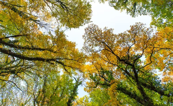 Follaje otoñal en el bosque — Foto de Stock