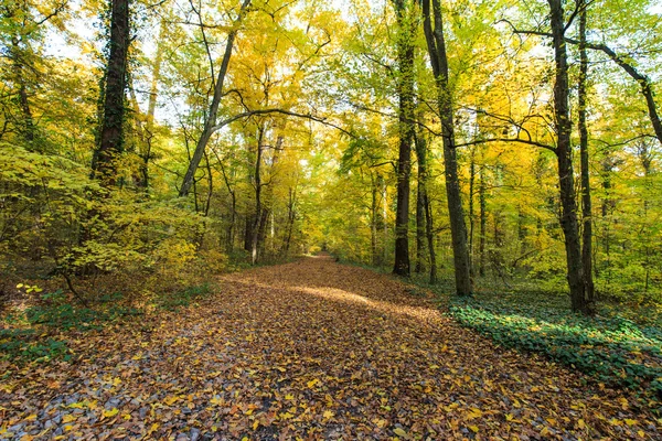 Follaje otoñal en el bosque — Foto de Stock