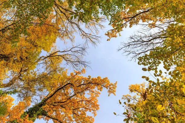 Follaje otoñal en el bosque — Foto de Stock