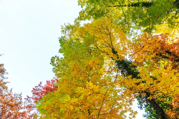 Autumn foliage in the forest — Stock Photo, Image