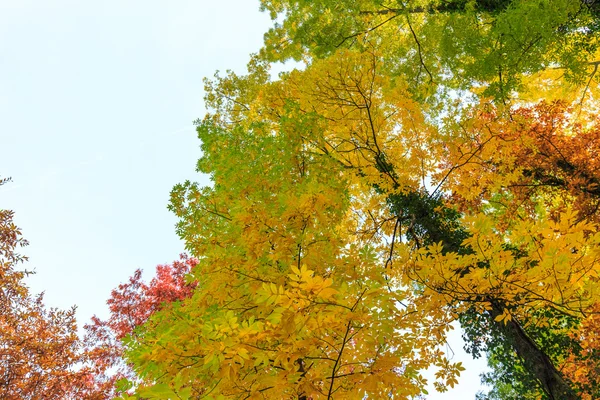 Follaje otoñal en el bosque — Foto de Stock