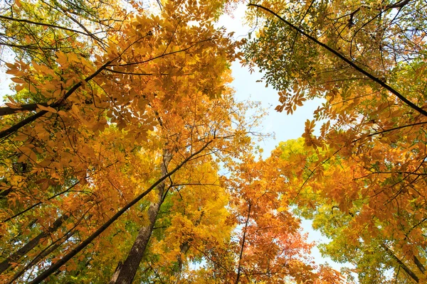 Autumn foliage in the forest — Stock Photo, Image