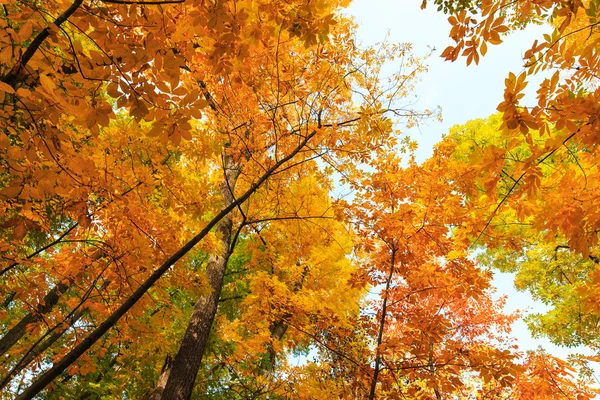 Autumn foliage in the forest, on a bright sunny day — Stock Photo, Image