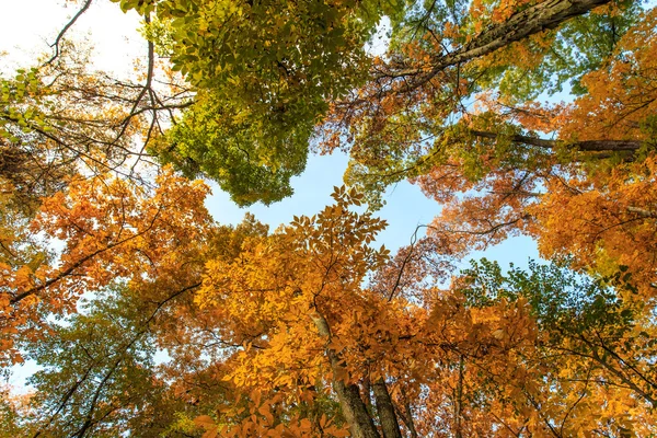 Autumn foliage in the forest — Stock Photo, Image