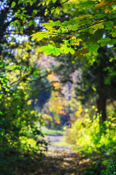 Follaje otoñal en el bosque, en un día soleado brillante — Foto de Stock