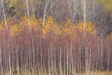Kırsal alanda sonbahar sahne