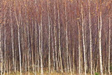 Kırsal alanda sonbahar sahne