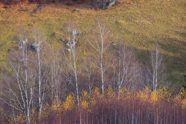 Kırsal alanda sonbahar sahne