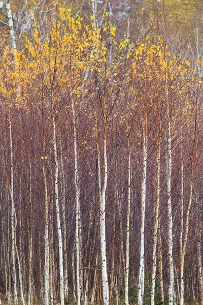 Autumn scenery in rural area — Stock Photo, Image
