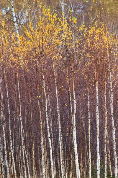 Podzimní krajina ve venkovské oblasti — Stock fotografie
