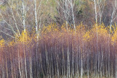 Kırsal alanda sonbahar sahne