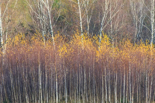 Kırsal alanda sonbahar sahne