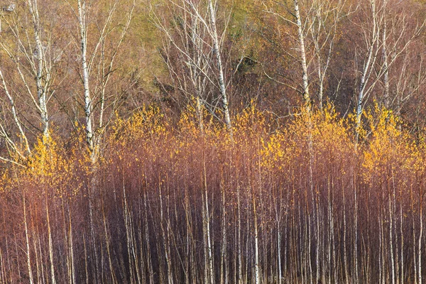 Kırsal alanda sonbahar sahne