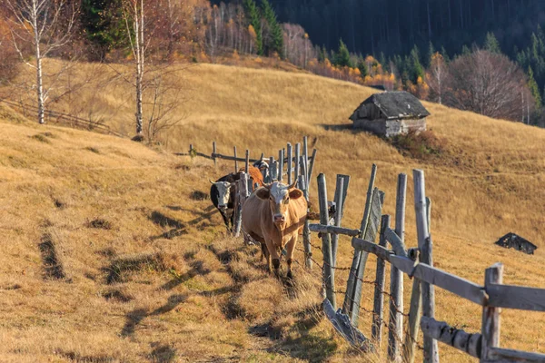 Herbstlandschaft im ländlichen Raum in Transsilvanien — Stockfoto