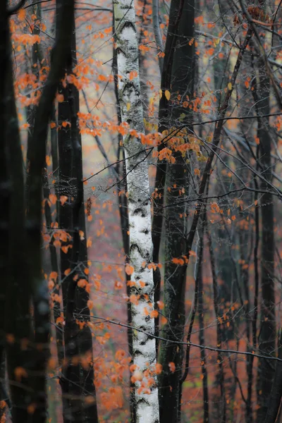 Az erdő őszi táj — Stock Fotó
