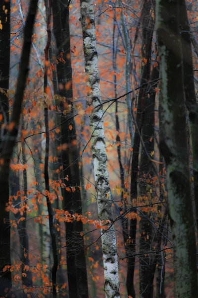 Paisaje otoñal en el bosque — Foto de Stock