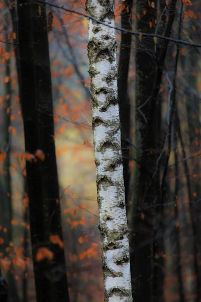 Paisaje otoñal en el bosque — Foto de Stock