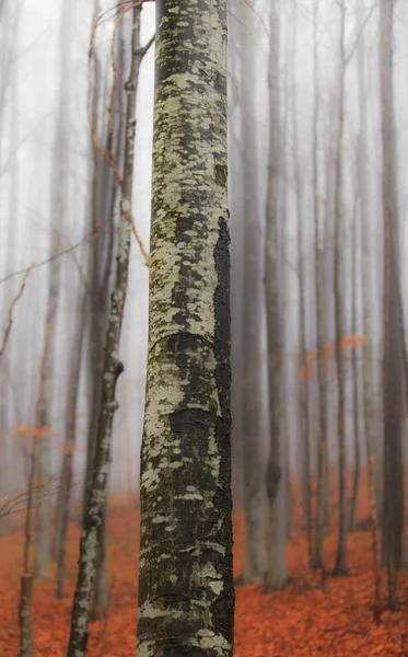 Herfst landschap in het bos — Stockfoto