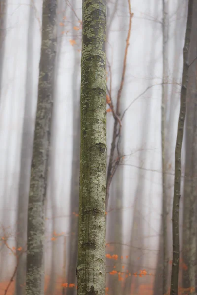 Herfst landschap in het bos — Stockfoto