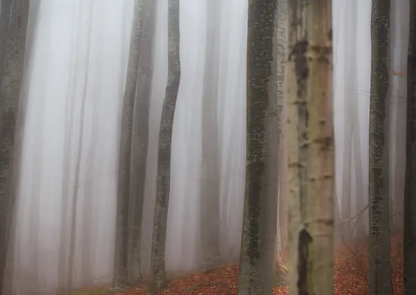 Autumn scenery in the forest — Stock Photo, Image