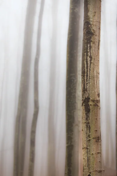 Herfst landschap in het bos — Stockfoto