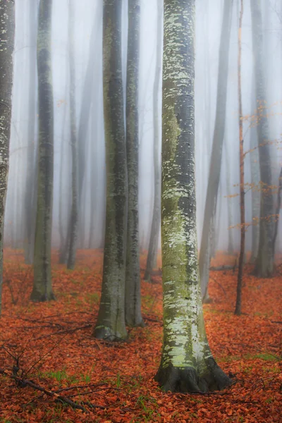 Осенний пейзаж в лесу — стоковое фото
