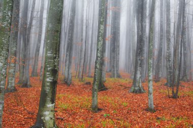Ormandaki sonbahar sahne