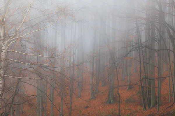 Paisaje otoñal en el bosque — Foto de Stock