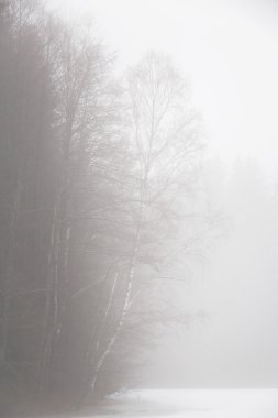 Huş ağacı ve titrek kavak ağaçları kış sisli bir günde