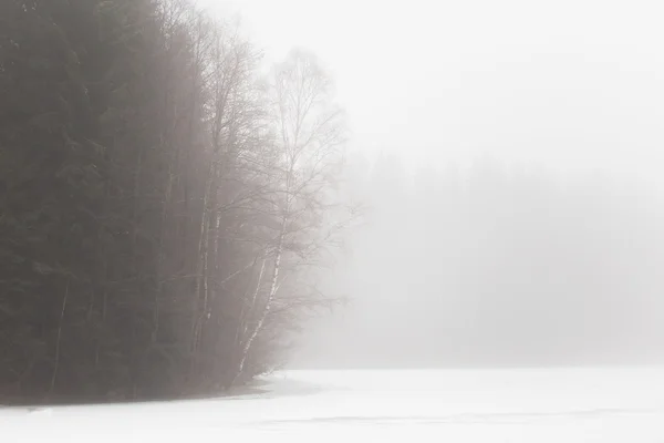 Birken und Espen im Winter an einem nebligen Tag — Stockfoto