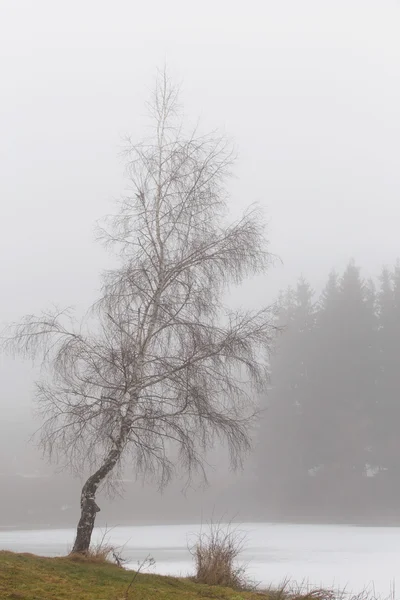 Vidoeiro e álamo árvores no inverno em um dia nebuloso — Fotografia de Stock