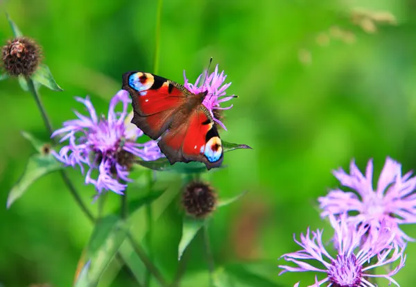 Peacock vlinder — Stockfoto